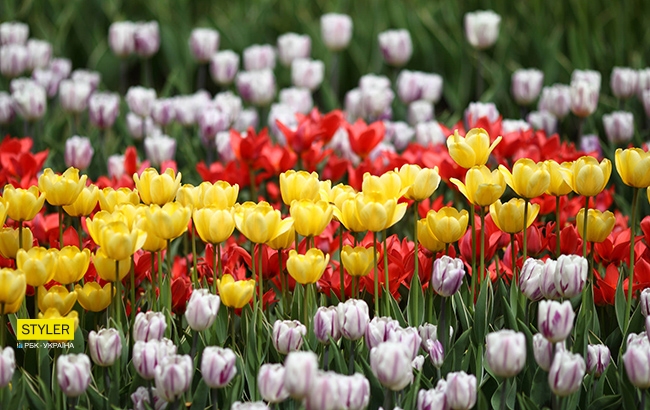 В Киеве открылась уникальная выставка тюльпанов "Вокруг света" (яркий фоторепортаж)