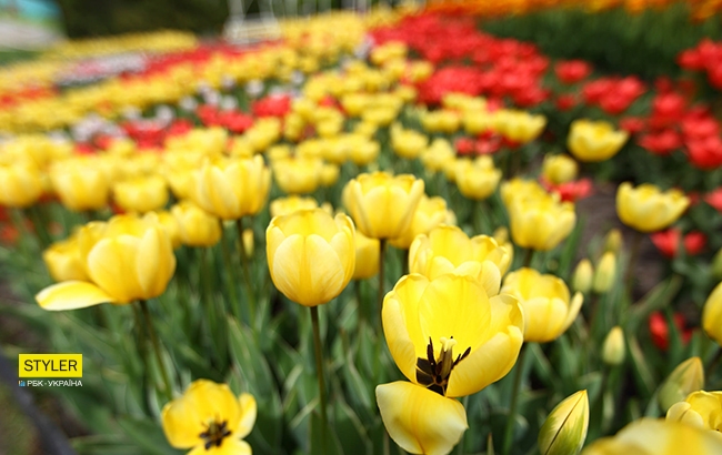 В Киеве открылась уникальная выставка тюльпанов "Вокруг света" (яркий фоторепортаж)