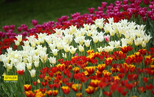 В Киеве открылась уникальная выставка тюльпанов "Вокруг света" (яркий фоторепортаж)