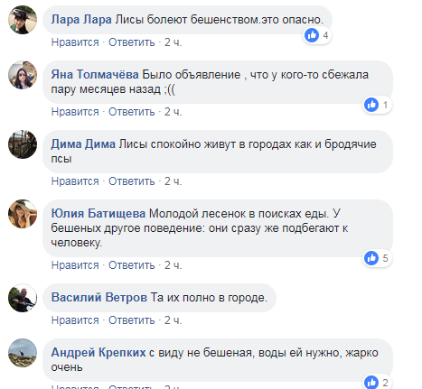 &quot;С виду не бешеная&quot;: в Харькове по улицам разгуливает лиса (видео)