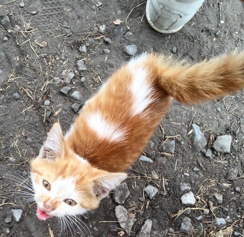 Сеть умилили трогательные животные на Донбассе