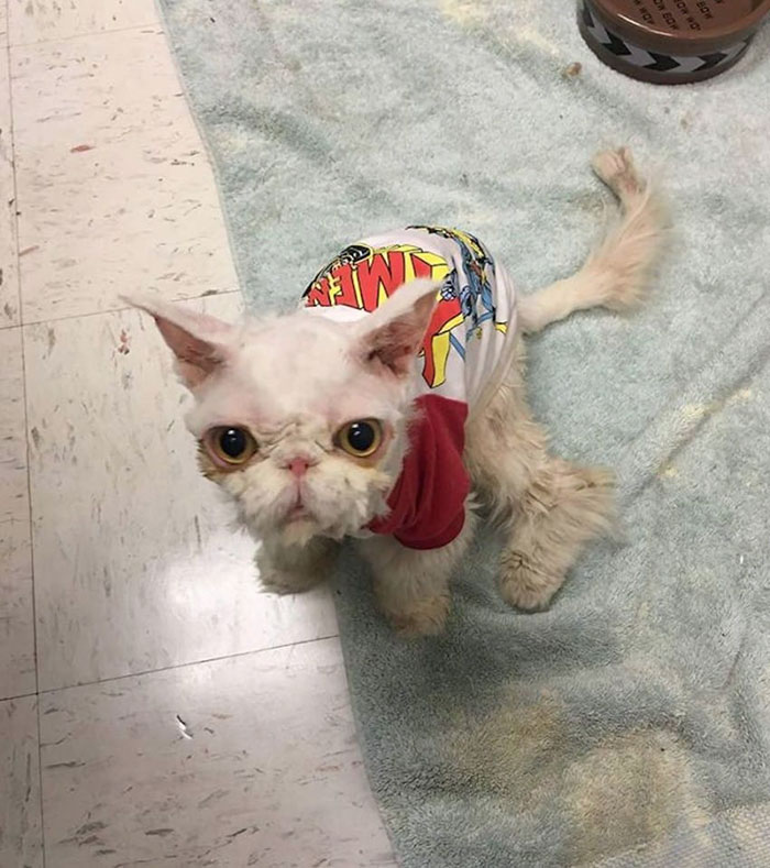 В США спасли кота, который зарос килограммами свалявшейся шерсти