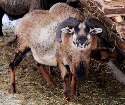 В одесском зоопарке родился очаровательный камерунский ягненок