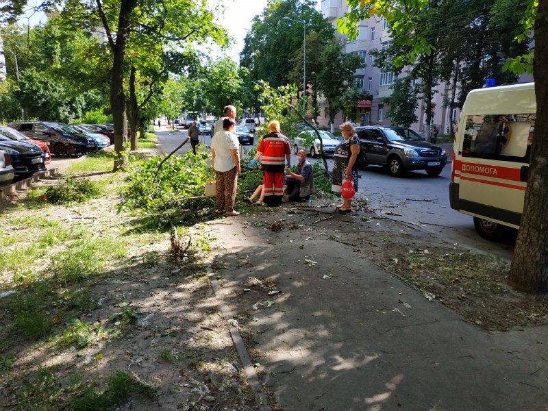 У Києві на дівчину впало дерево: фото інциденту