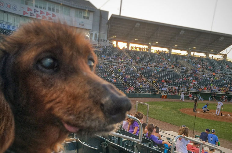 Нові господарі дали 18-річнiй собаці другу молодість