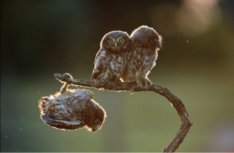 Визначено найбільш смішних тварин в 2017 році: кумедні фото