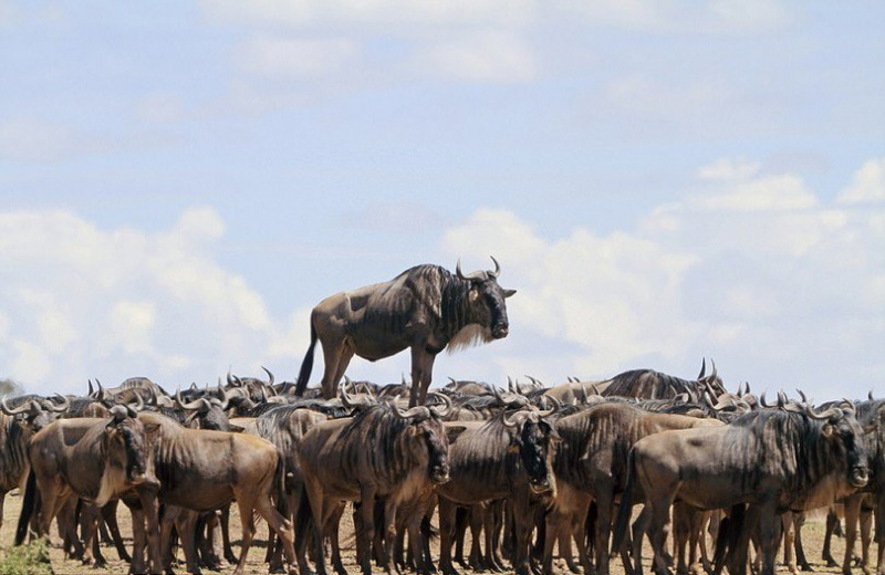 Визначено найбільш смішних тварин в 2017 році: кумедні фото
