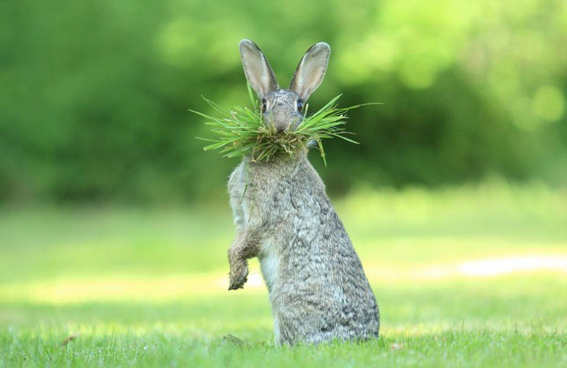 Визначено найбільш смішних тварин в 2017 році: кумедні фото