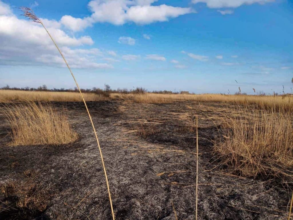 Дети устроили масштабный пожар вблизи известного украинского курорта: фото и видео