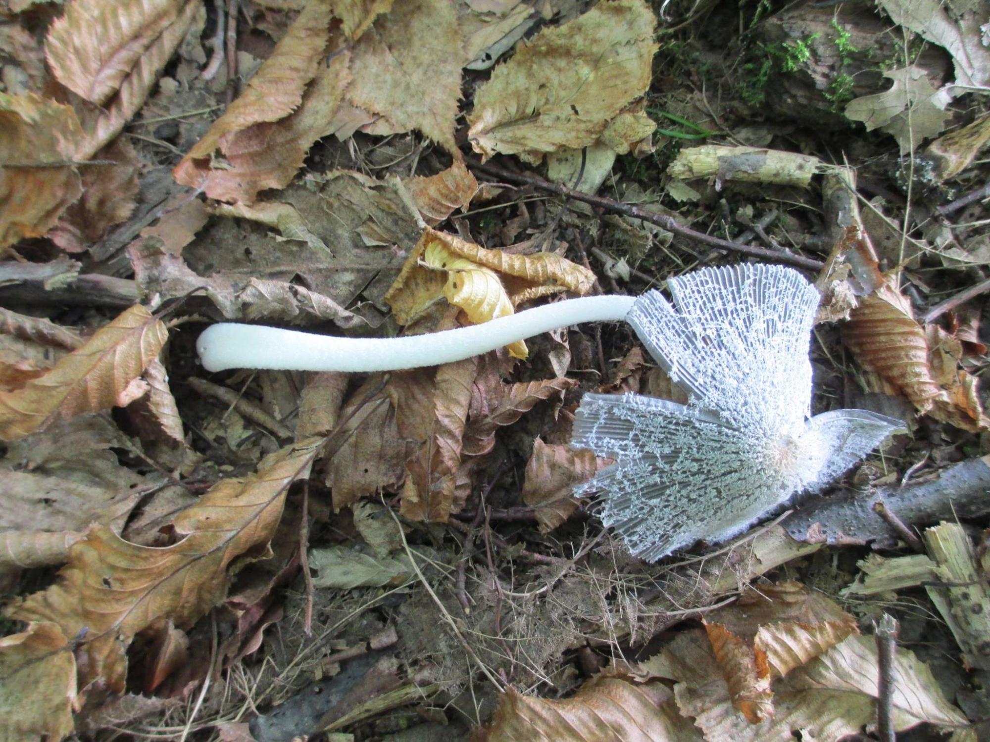 Відомі українці хваляться грибним "уловом"