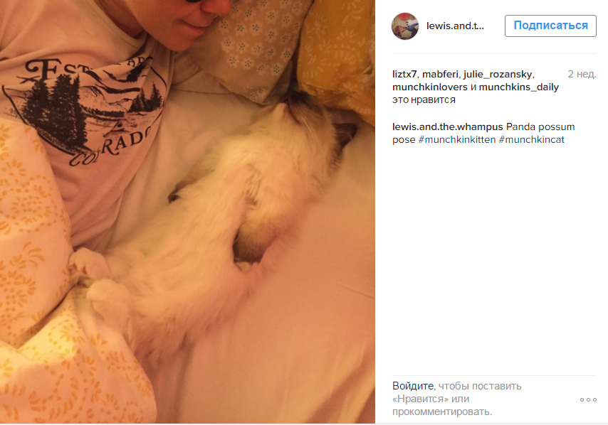 Кот-манчкин подружился с собакой без хвоста