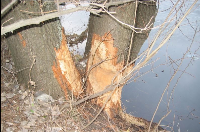 "Осторожно, атака бобров": киевлян предупредили о "банде" грызунов