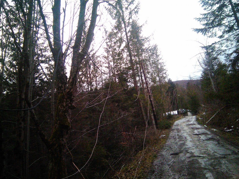 Щось пішло не так: ремонт дороги в центрі "зеленого" туризму викликав гнів у мережі (фото)