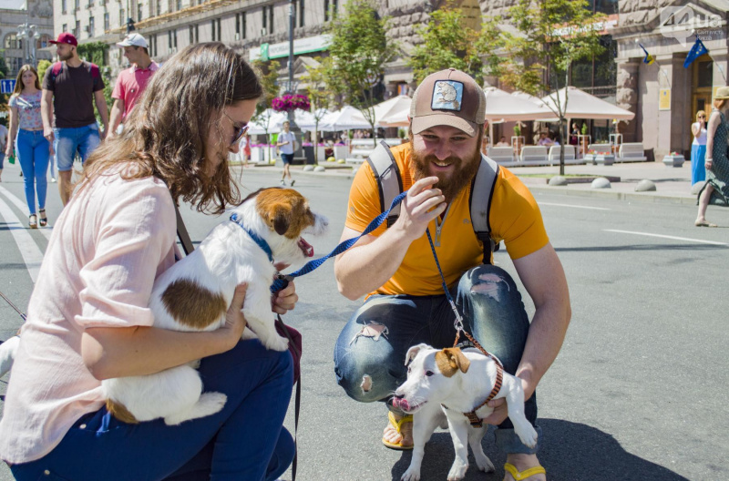 У Києві пройшов парад собак породи джек-рассел-тер'єр (фото)