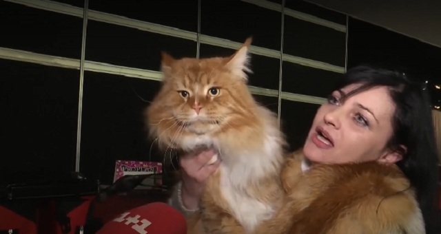 "Прекрасное телосложение и красивый профиль": в Киеве выбирали самого большого кота