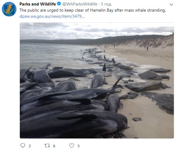 В Австралии выбросились на берег 150 дельфинов (видео)