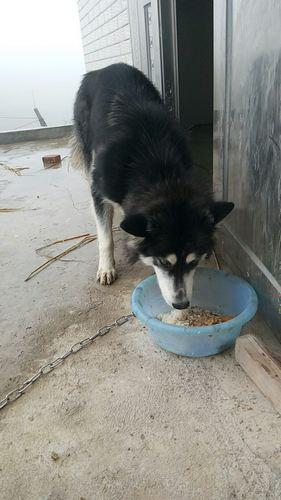 Пес так радовался хозяину, что сломал мужчине шею: хаски сожалеет