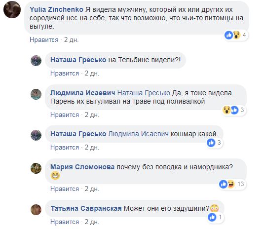 "Ужас": в Киеве на пляже отдыхали питоны (фото)