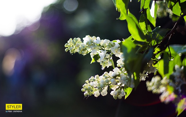 В Киеве зацвела сирень: яркий фоторепортаж из ботсада им. Гришко