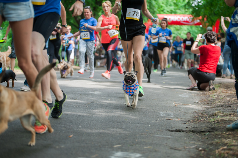 В Киеве установят рекорд самого массового забега с собаками