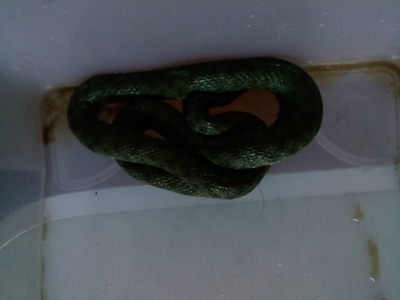 Путешественница: в Киеве обнаружили неожиданное животное на заднем сидении автомобиля