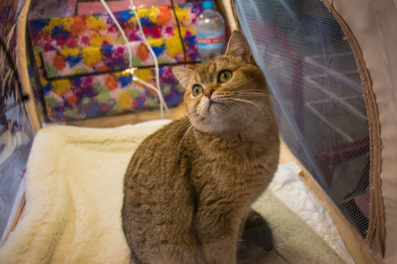 Пухнасті експонати з різних країн: в Києві проходить виставка кішок