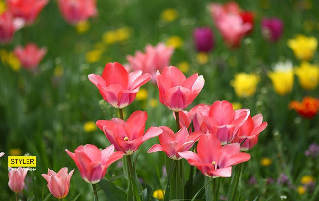 В Киеве открылась уникальная выставка тюльпанов "Вокруг света" (яркий фоторепортаж)