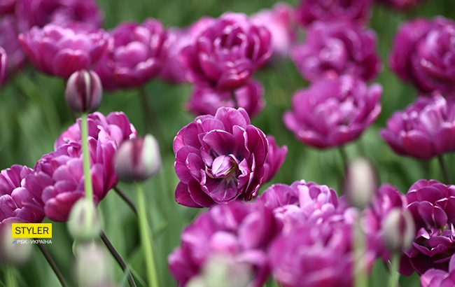 В Киеве открылась уникальная выставка тюльпанов "Вокруг света" (яркий фоторепортаж)