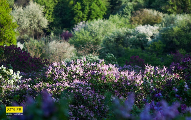 В Киеве зацвела сирень: яркий фоторепортаж из ботсада им. Гришко