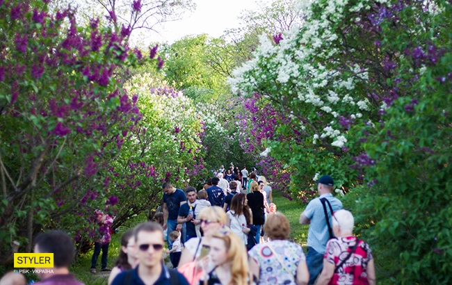 В Киеве зацвела сирень: яркий фоторепортаж из ботсада им. Гришко