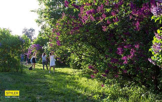 В Киеве зацвела сирень: яркий фоторепортаж из ботсада им. Гришко