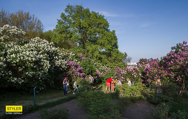 В Киеве зацвела сирень: яркий фоторепортаж из ботсада им. Гришко