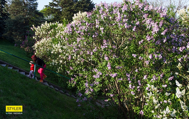 В Киеве зацвела сирень: яркий фоторепортаж из ботсада им. Гришко