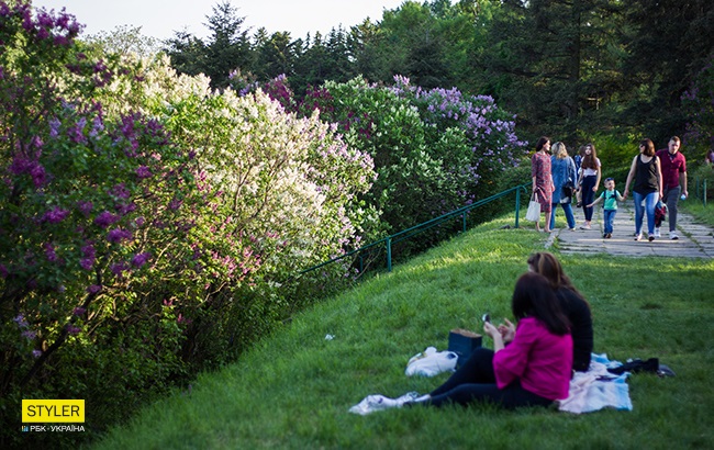 В Киеве зацвела сирень: яркий фоторепортаж из ботсада им. Гришко