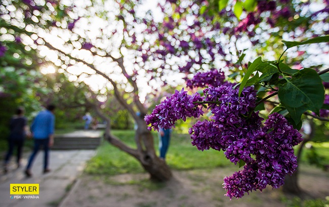 В Киеве зацвела сирень: яркий фоторепортаж из ботсада им. Гришко