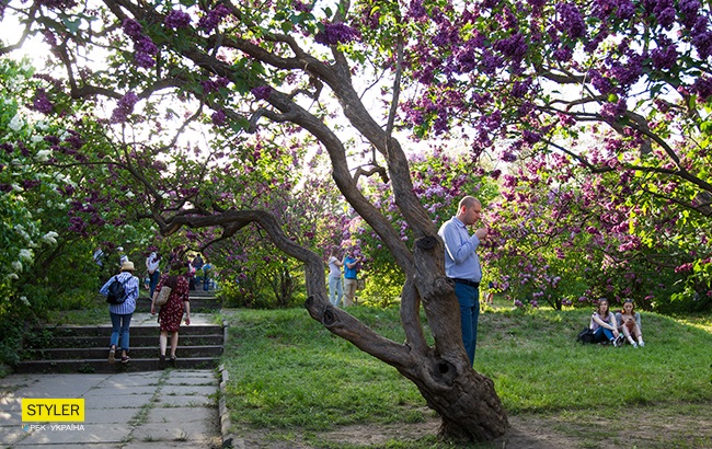 В Киеве зацвела сирень: яркий фоторепортаж из ботсада им. Гришко