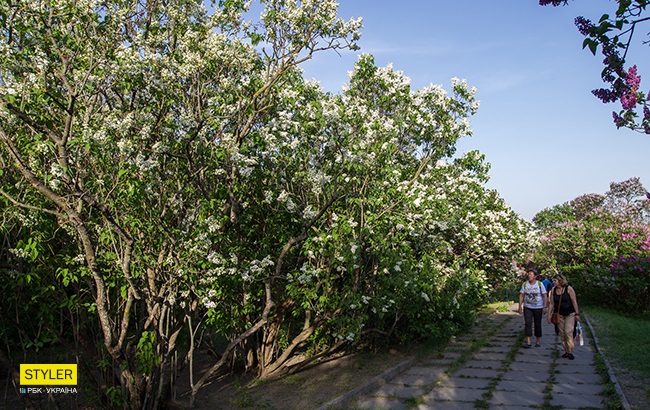 В Киеве зацвела сирень: яркий фоторепортаж из ботсада им. Гришко