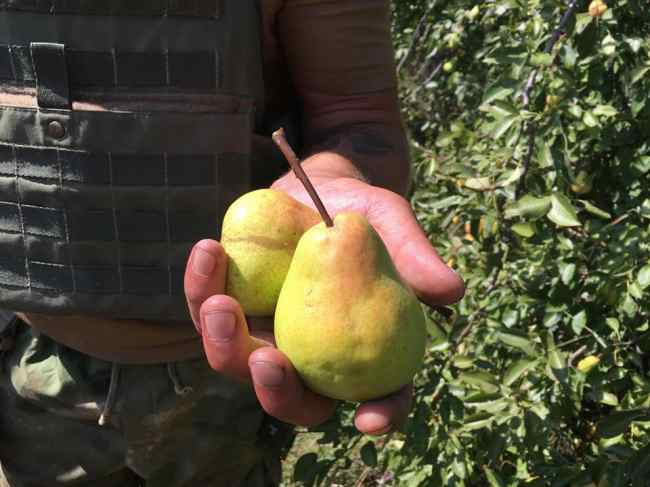 Украинские военные собирают осенний урожай в недавно освобожденном от боевиков поселке (фото)