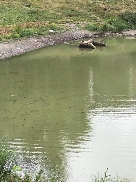 &quot;Екологічна катастрофа місцевого масштабу&quot;: у Києві зафіксований масовий мор риби