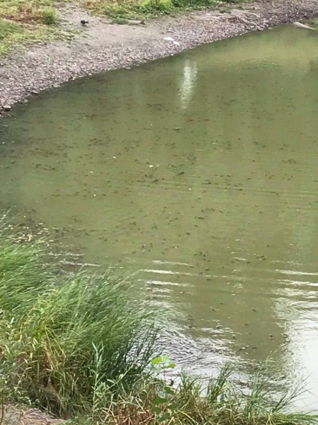 &quot;Екологічна катастрофа місцевого масштабу&quot;: у Києві зафіксований масовий мор риби