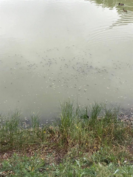 &quot;Екологічна катастрофа місцевого масштабу&quot;: у Києві зафіксований масовий мор риби