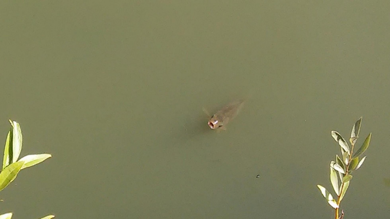 &quot;Екологічна катастрофа місцевого масштабу&quot;: у Києві зафіксований масовий мор риби