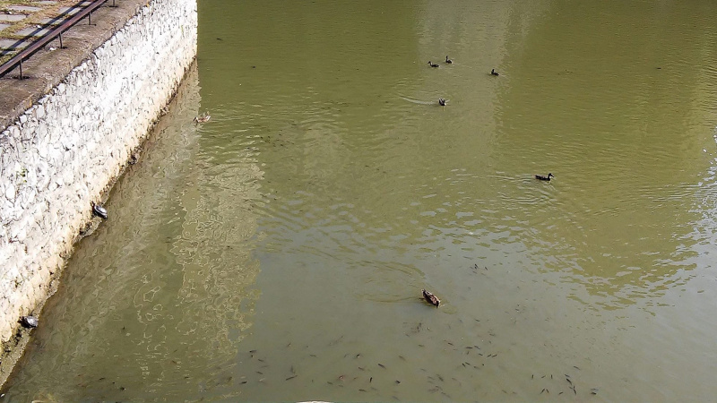 &quot;Екологічна катастрофа місцевого масштабу&quot;: у Києві зафіксований масовий мор риби