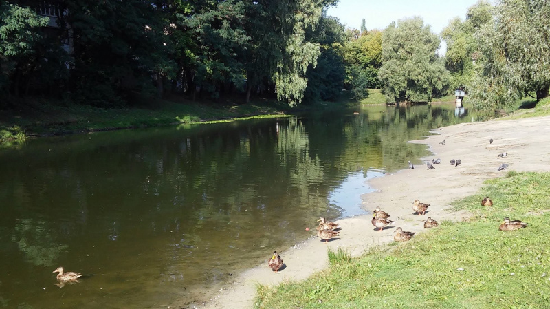&quot;Екологічна катастрофа місцевого масштабу&quot;: у Києві зафіксований масовий мор риби