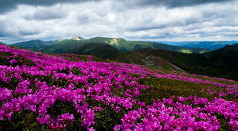 Неожиданно: в середине сентября в Карпатах зацвела червона рута (фото)