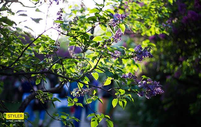 В Киеве зацвела сирень: яркий фоторепортаж из ботсада им. Гришко