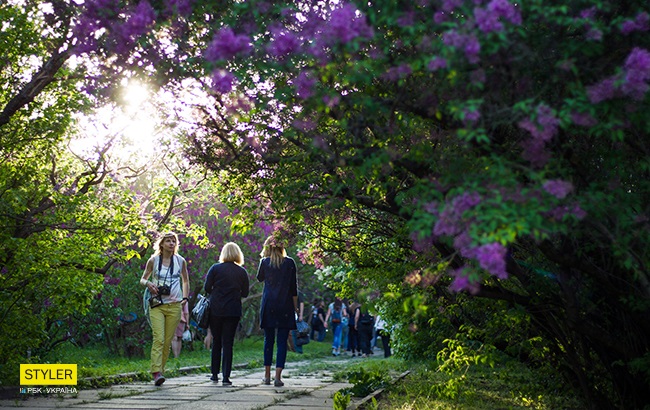 В Киеве зацвела сирень: яркий фоторепортаж из ботсада им. Гришко