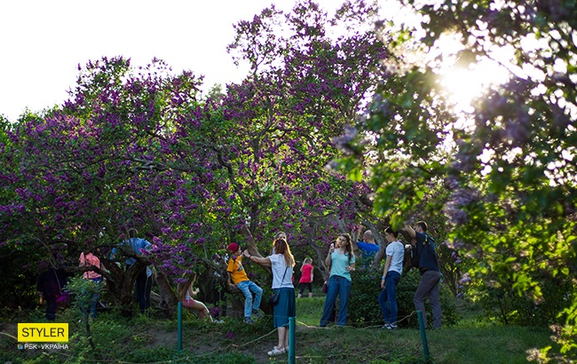 В Киеве зацвела сирень: яркий фоторепортаж из ботсада им. Гришко