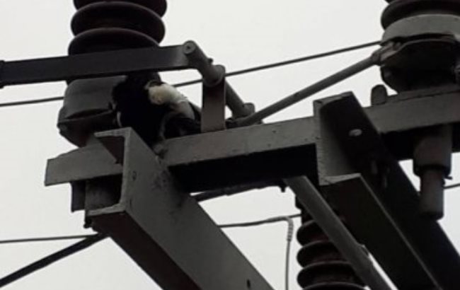 Сорока оставила без электричества половину Николаева