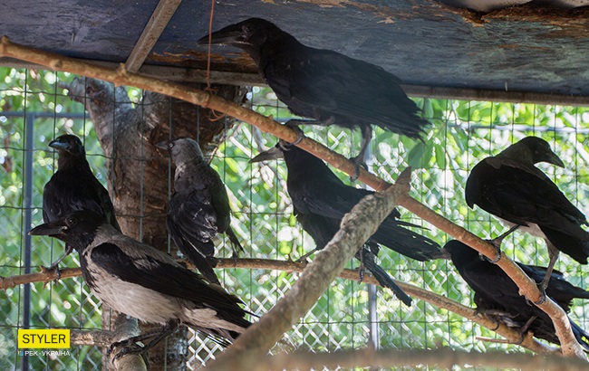 Зграя Олесі Кулик